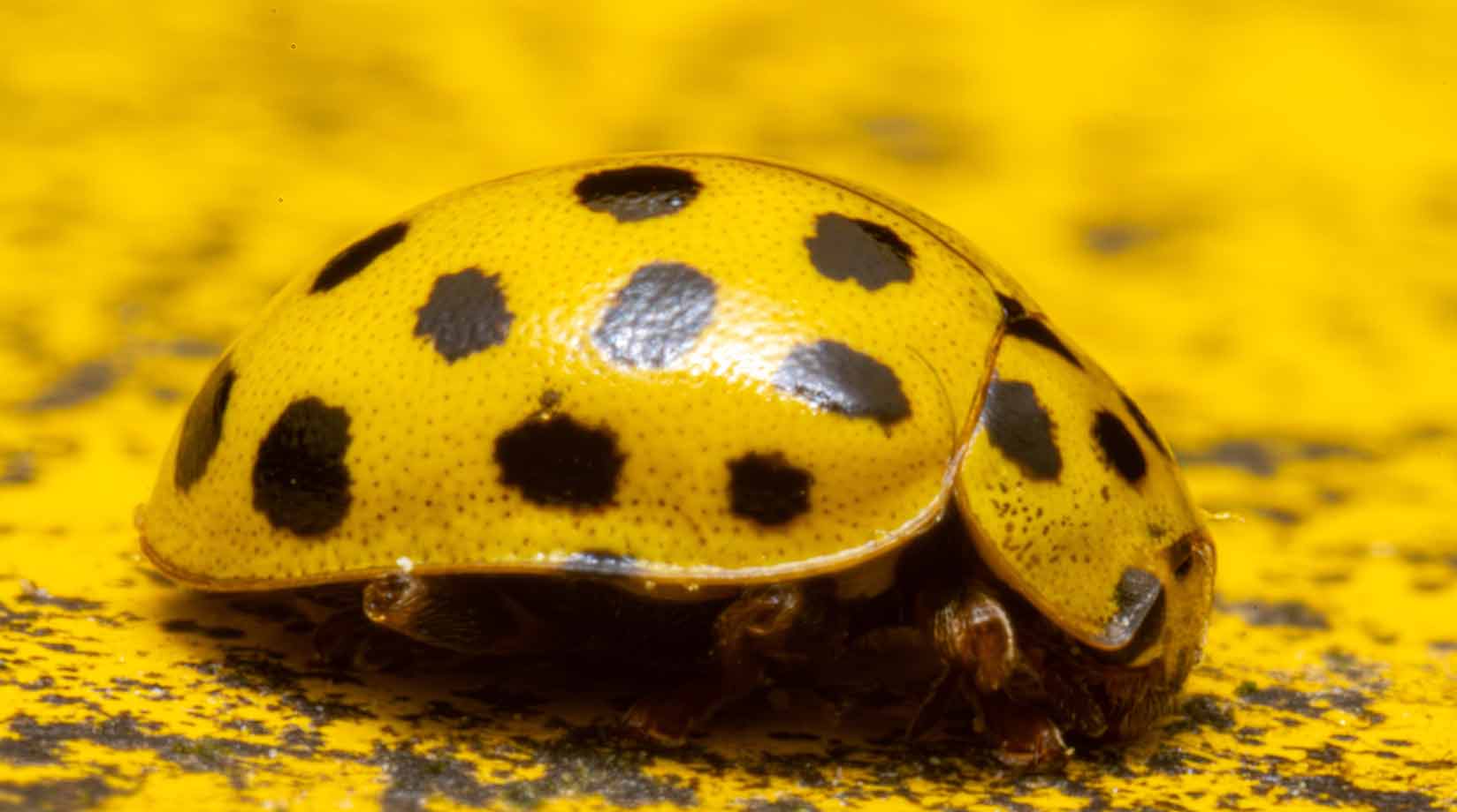 Yellow ladybird close up